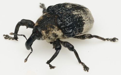 Sternuchopsis trifida