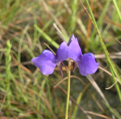 Utricularia delphinioides