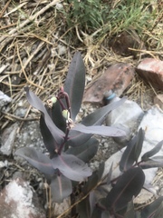 Asclepias glaucescens