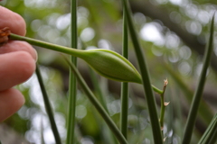 Brassavola tuberculata