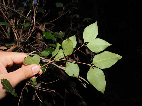 Rhodamnia dumicola, photograph 6
