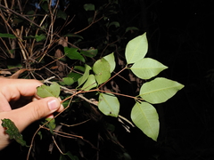 Rhodamnia dumicola, photograph (c) Lucas Christofides, some rights reserved (CC BY)
