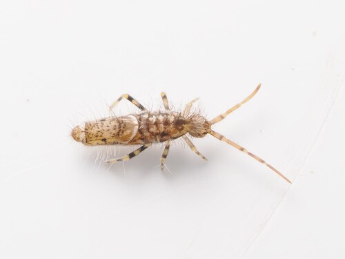 Entomobrya dorsalis, Geidorf, Graz, Österreich, photo 6 of 10