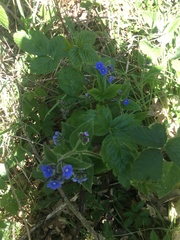 Pentaglottis sempervirens