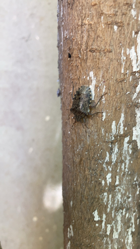 Mottled Stink Bug