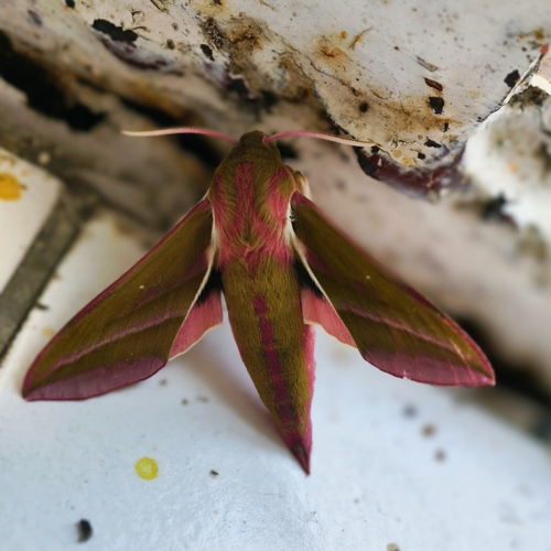 Elephant Hawkmoth