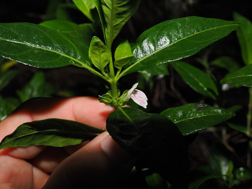 Justicia hygrophiloides, photograph 3