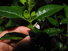 Justicia hygrophiloides, photograph (c) Lucas Christofides, some rights reserved (CC BY)