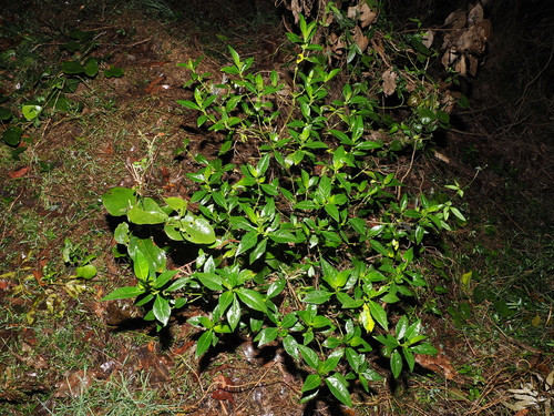 Justicia hygrophiloides, photograph 4