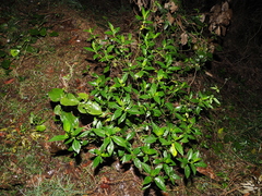 Justicia hygrophiloides, photograph (c) Lucas Christofides, some rights reserved (CC BY)