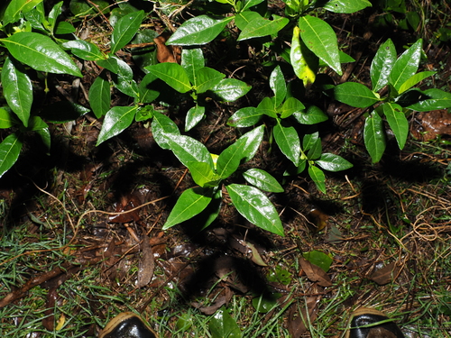 Justicia hygrophiloides, photograph 2