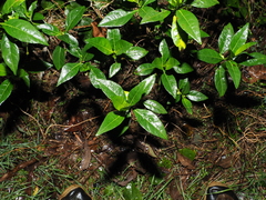 Justicia hygrophiloides, photograph (c) Lucas Christofides, some rights reserved (CC BY)