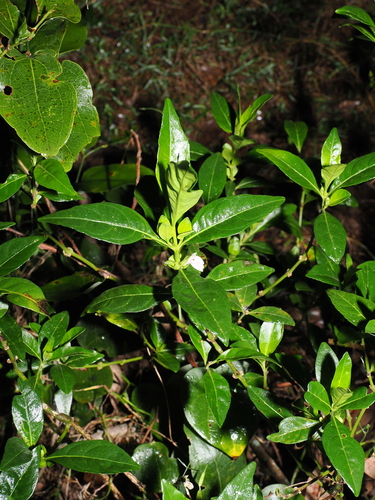 Justicia hygrophiloides, photograph 5
