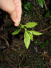 Justicia hygrophiloides