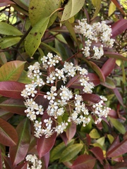 Photinia × fraseri