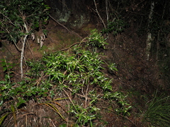 Myoporum acuminatum, photograph (c) Lucas Christofides, some rights reserved (CC BY)