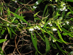Myoporum acuminatum