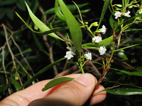 Myoporum acuminatum, photograph 1