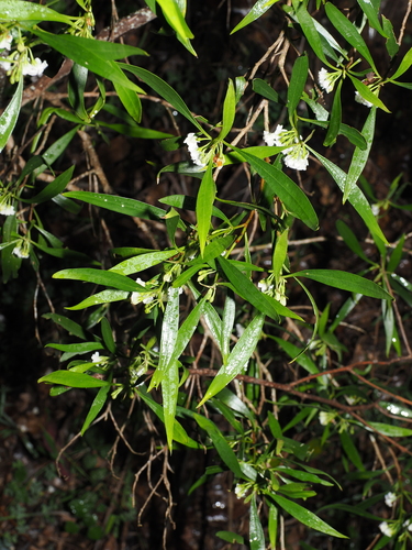 Myoporum acuminatum, photograph 2