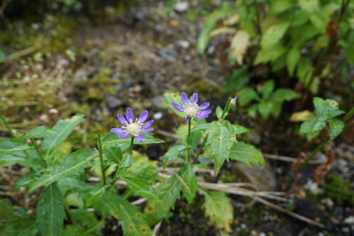 Aster savatieri iNat (1)