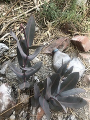 Asclepias glaucescens
