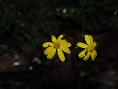 Senecio pinnatifolius, photograph (c) Lucas Christofides, some rights reserved (CC BY)