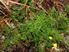 Senecio pinnatifolius
