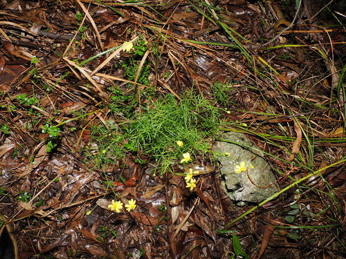 Senecio pinnatifolius, photograph 1
