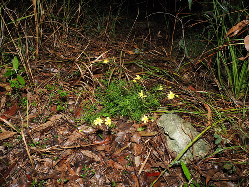 Senecio pinnatifolius, photograph 2