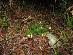 Senecio pinnatifolius, photograph (c) Lucas Christofides, some rights reserved (CC BY)