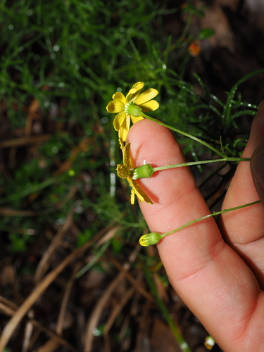 Senecio pinnatifolius, photograph 3