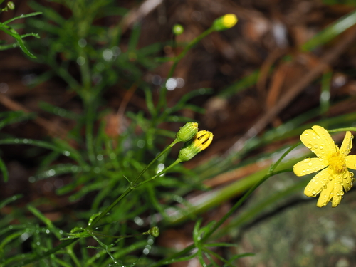Senecio pinnatifolius, photograph 4