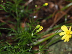 Senecio pinnatifolius, photograph (c) Lucas Christofides, some rights reserved (CC BY)