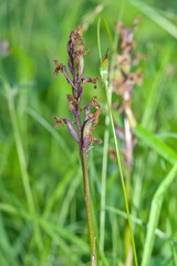Early Purple Orchid