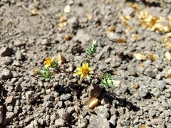 Chaetanthera flabellata