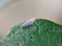 Graphocephala marathonensis