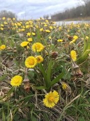 Tussilago farfara