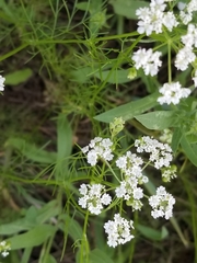 Bifora