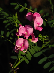 Swainsona galegifolia, photograph (c) Lucas Christofides, some rights reserved (CC BY)