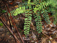 Swainsona galegifolia, photograph (c) Lucas Christofides, some rights reserved (CC BY)
