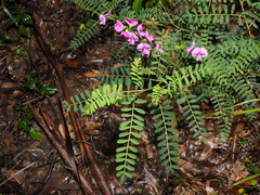 Swainsona galegifolia, photograph (c) Lucas Christofides, some rights reserved (CC BY)
