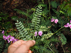 Swainsona galegifolia, photograph (c) Lucas Christofides, some rights reserved (CC BY)