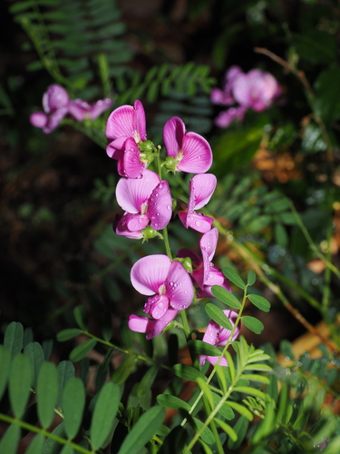 Swainsona galegifolia, photograph 2
