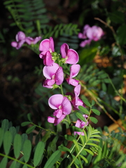 Swainsona galegifolia, photograph (c) Lucas Christofides, some rights reserved (CC BY)