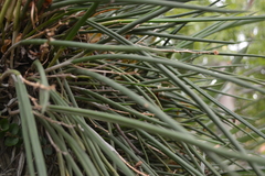 Brassavola tuberculata