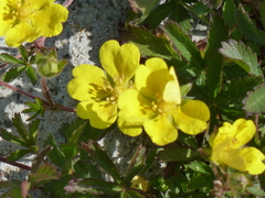 Potentilla pedata