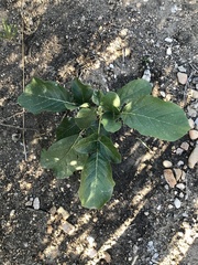 Philenoptera violacea