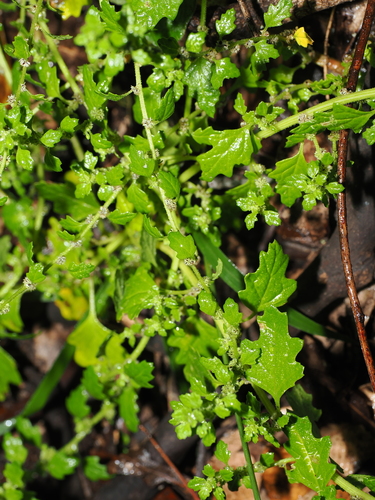 Dysphania carinata, photograph 4