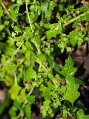 (c) Lucas Christofides, some rights reserved (CC BY) Dysphania carinata, photograph (c) Lucas Christofides, some rights reserved (CC BY)