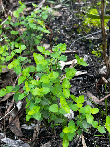 Gonocarpus mezianus (Gonocarpus mezianus)